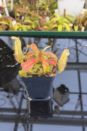 Close Up of Nepenthes spectabilis | Borneo Exotics | BE-3177 | H27079