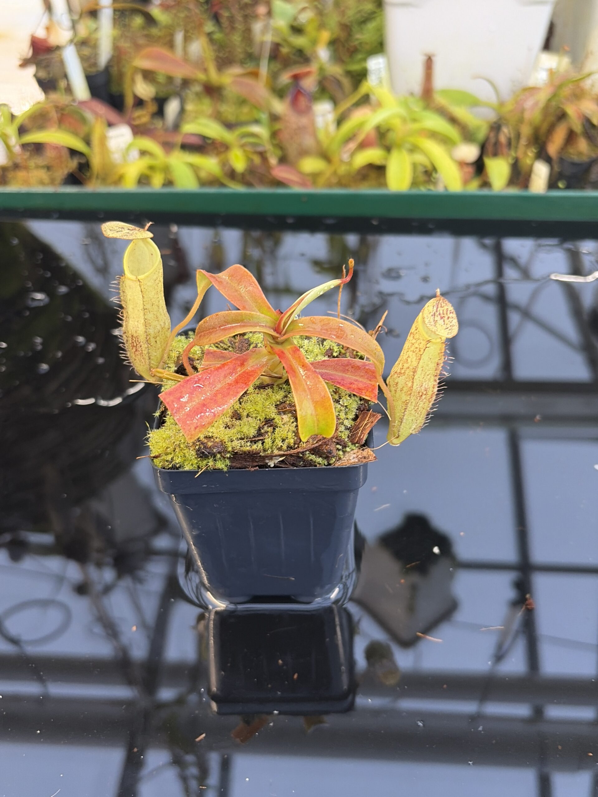 Close Up of Nepenthes spectabilis | Borneo Exotics | BE-3177 | H27079
