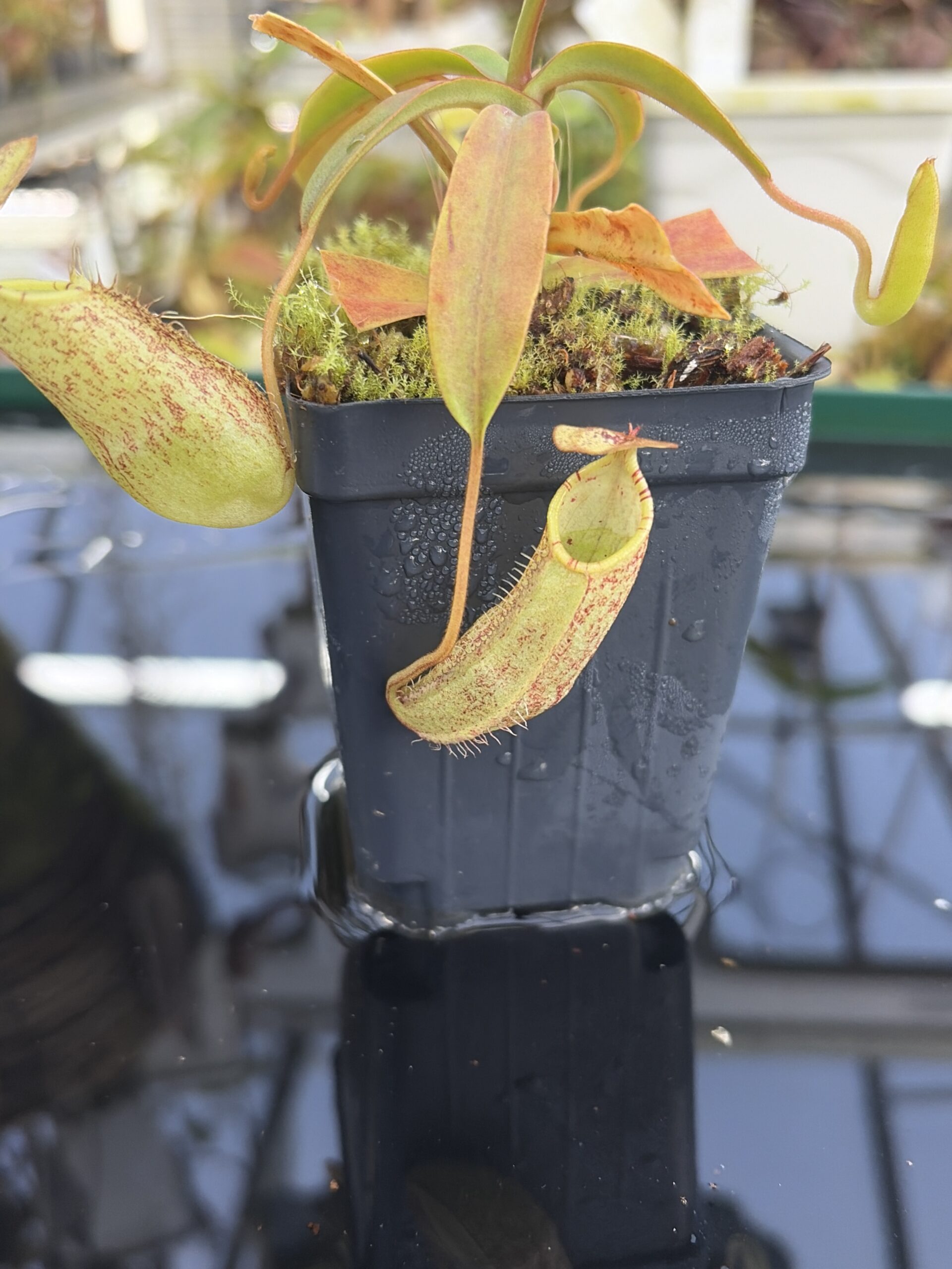 Close Up of Nepenthes spectabilis | Borneo Exotics | BE-3177 | H27418