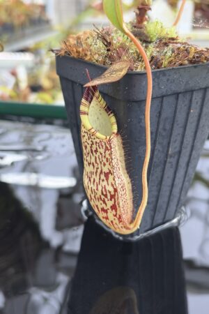 Close Up of Nepenthes spectabilis | Borneo Exotics | BE-3768 | H27298