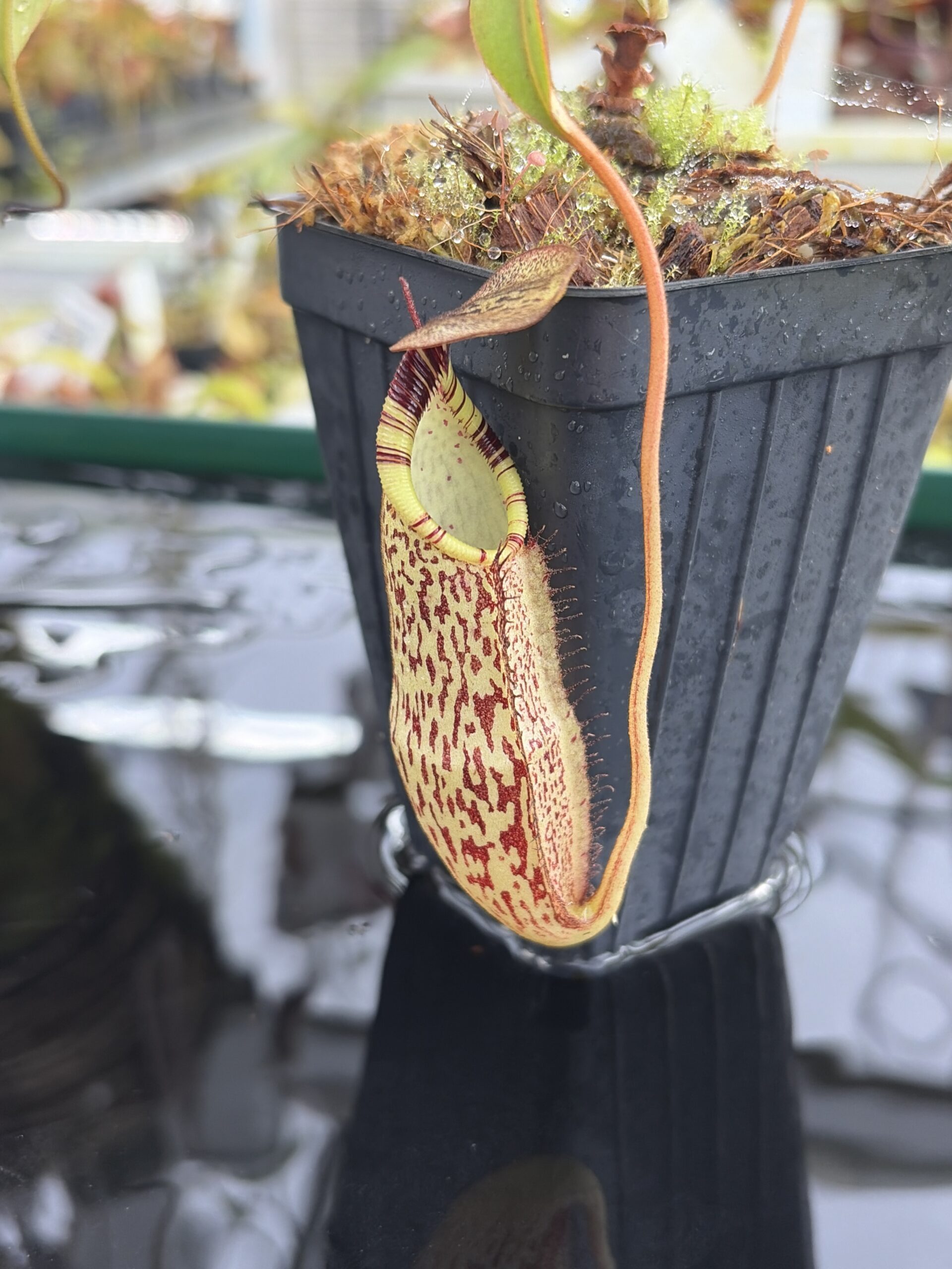 Close Up of Nepenthes spectabilis | Borneo Exotics | BE-3768 | H27298