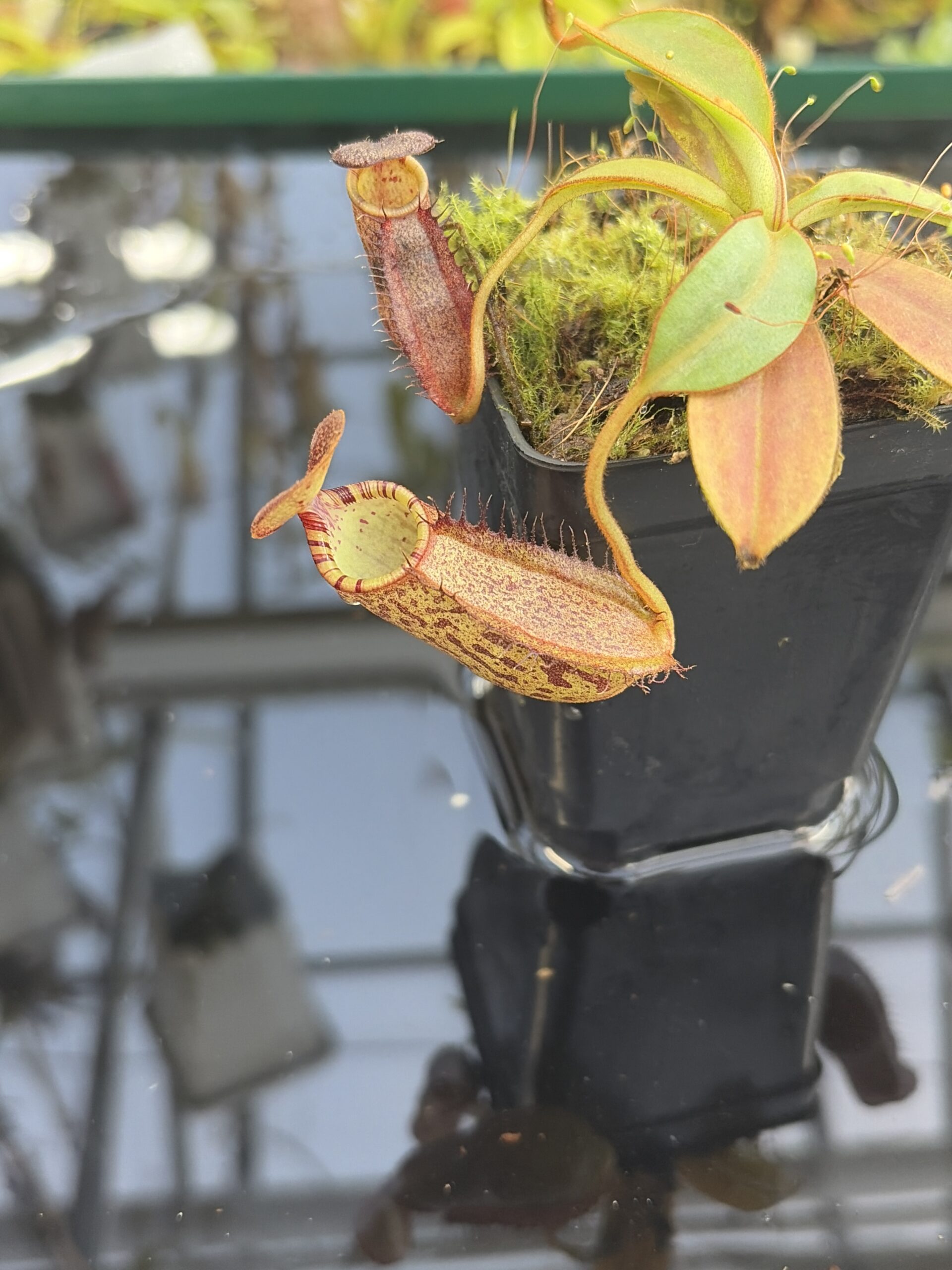 Close Up of Nepenthes spectabilis x ephippiata | Borneo Exotics | BE-4681 | H27422