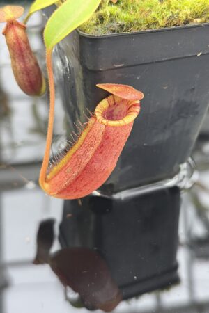 Close Up of Nepenthes spectabilis x lowii | Borneo Exotics | BE-4524 | H27167