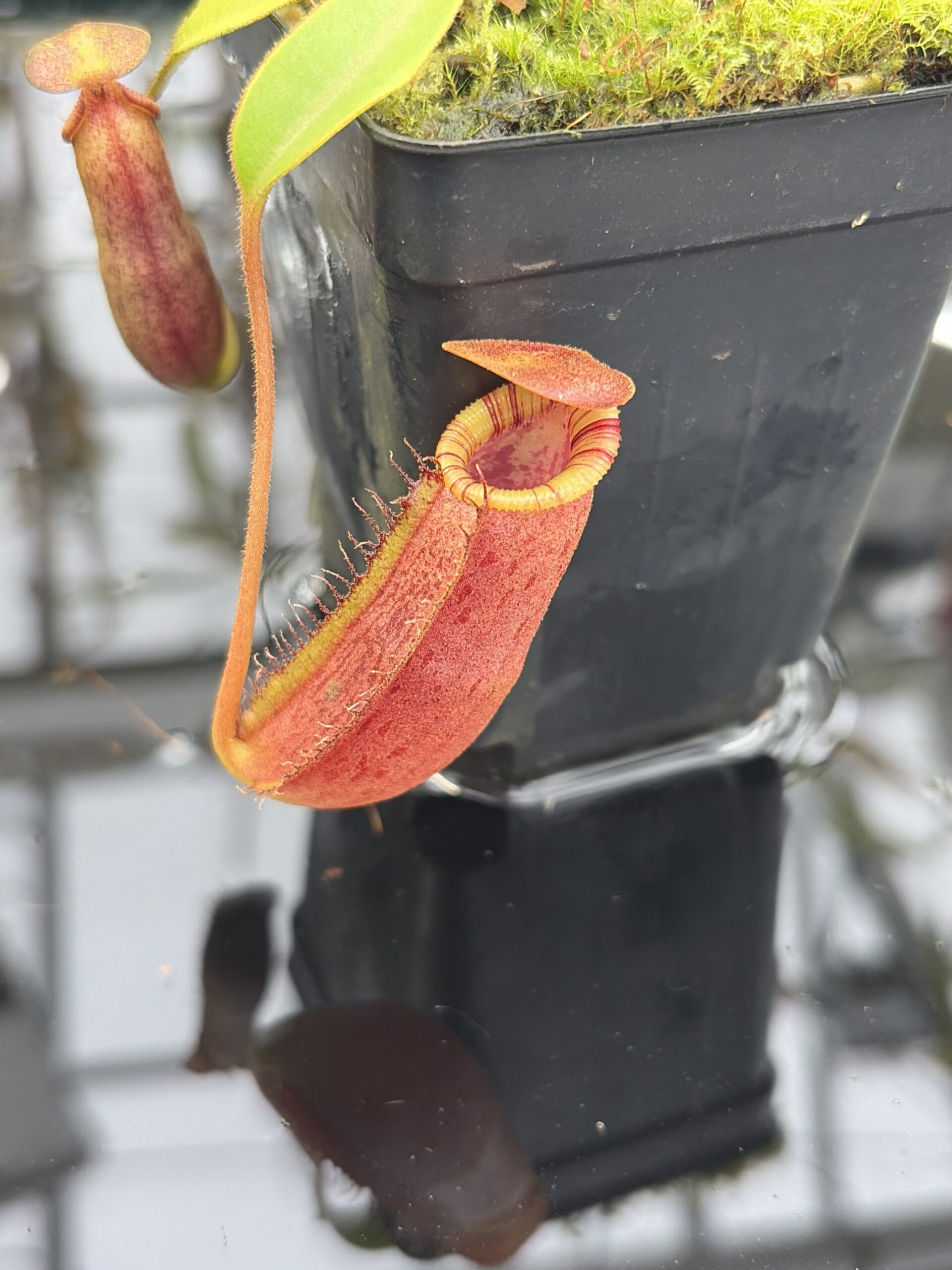 Close Up of Nepenthes spectabilis x lowii | Borneo Exotics | BE-4524 | H27167