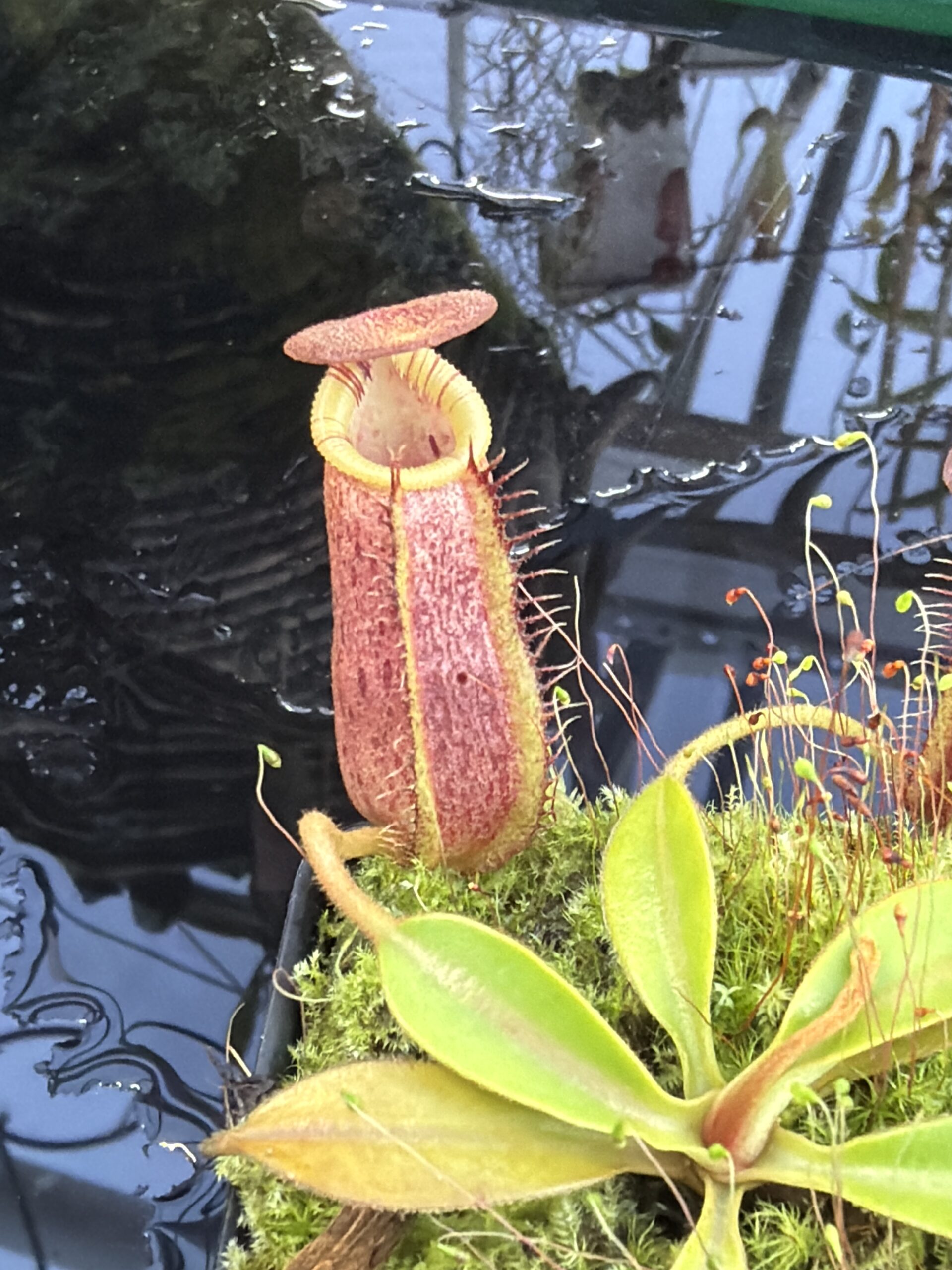 Close Up of Nepenthes spectabilis x lowii | Borneo Exotics | BE-4524 | H27426