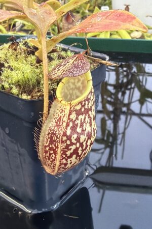 Close Up of Nepenthes spectabilis x mira | Borneo Exotics | BE-3181 | H27080