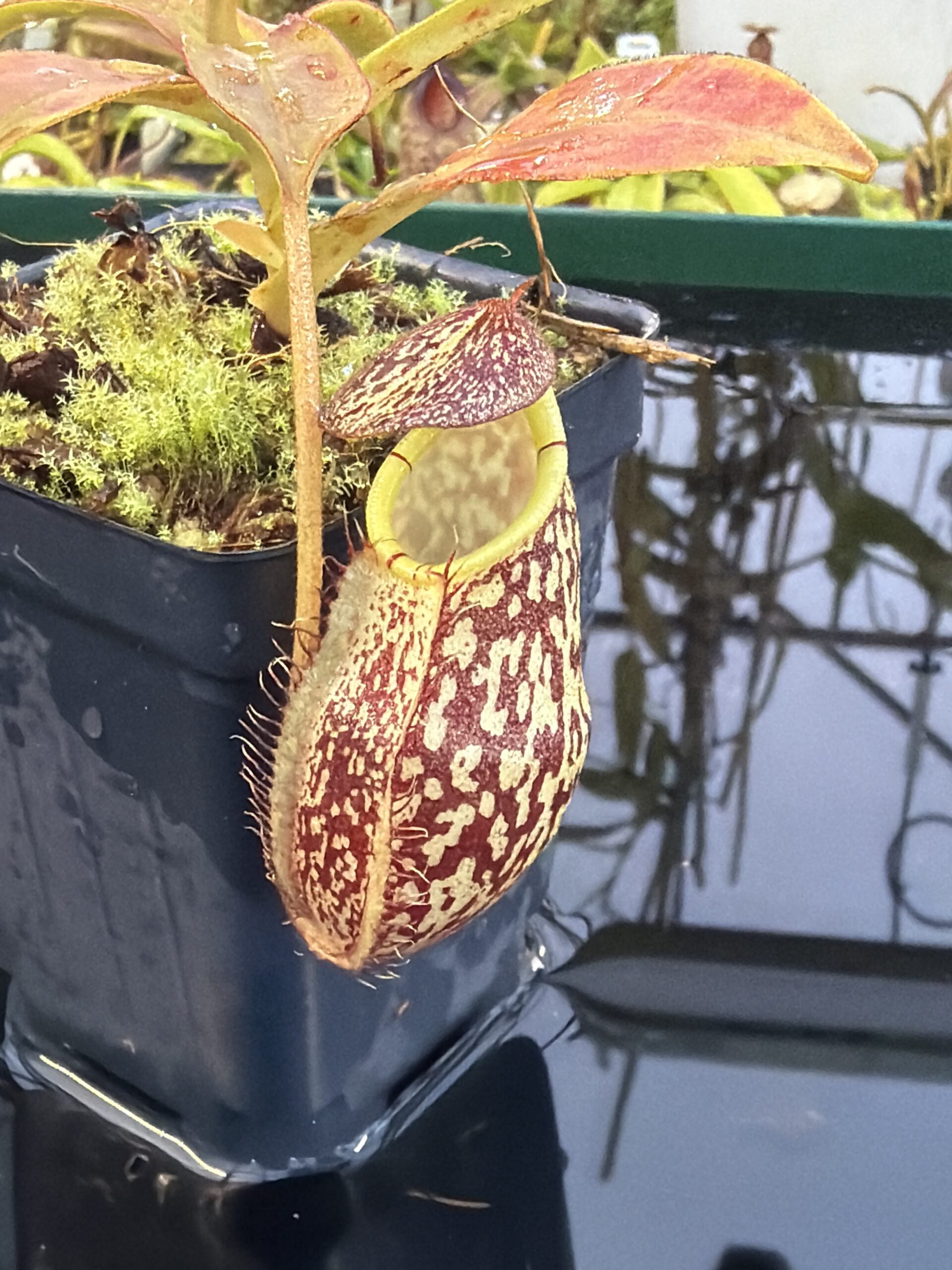 Close Up of Nepenthes spectabilis x mira | Borneo Exotics | BE-3181 | H27080
