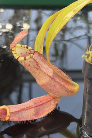 Close Up of Nepenthes spectabilis x mirabilis var. globosa | Borneo Exotics | BE-4523 | IN27254