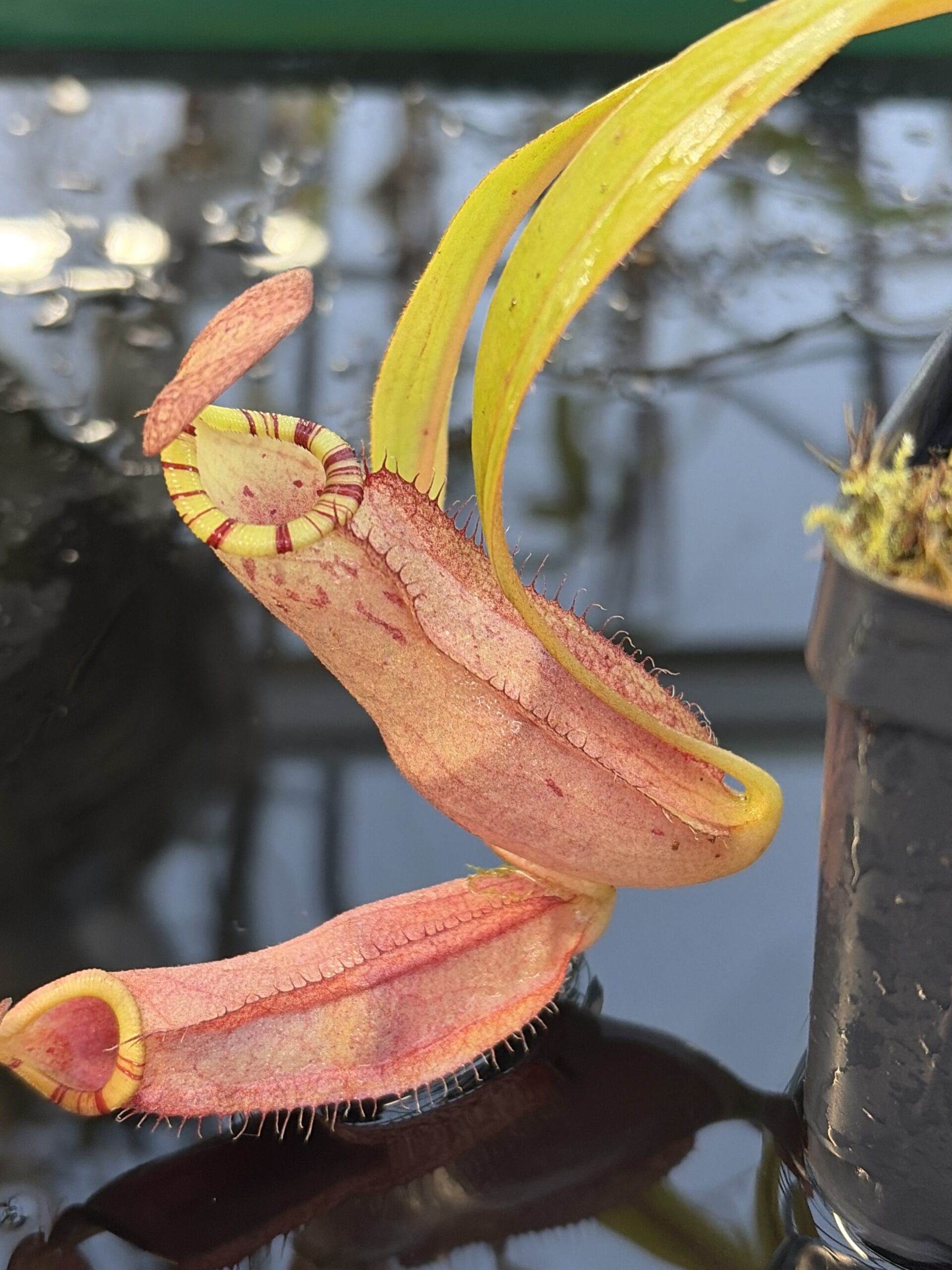 Close Up of Nepenthes spectabilis x mirabilis var. globosa | Borneo Exotics | BE-4523 | IN27254