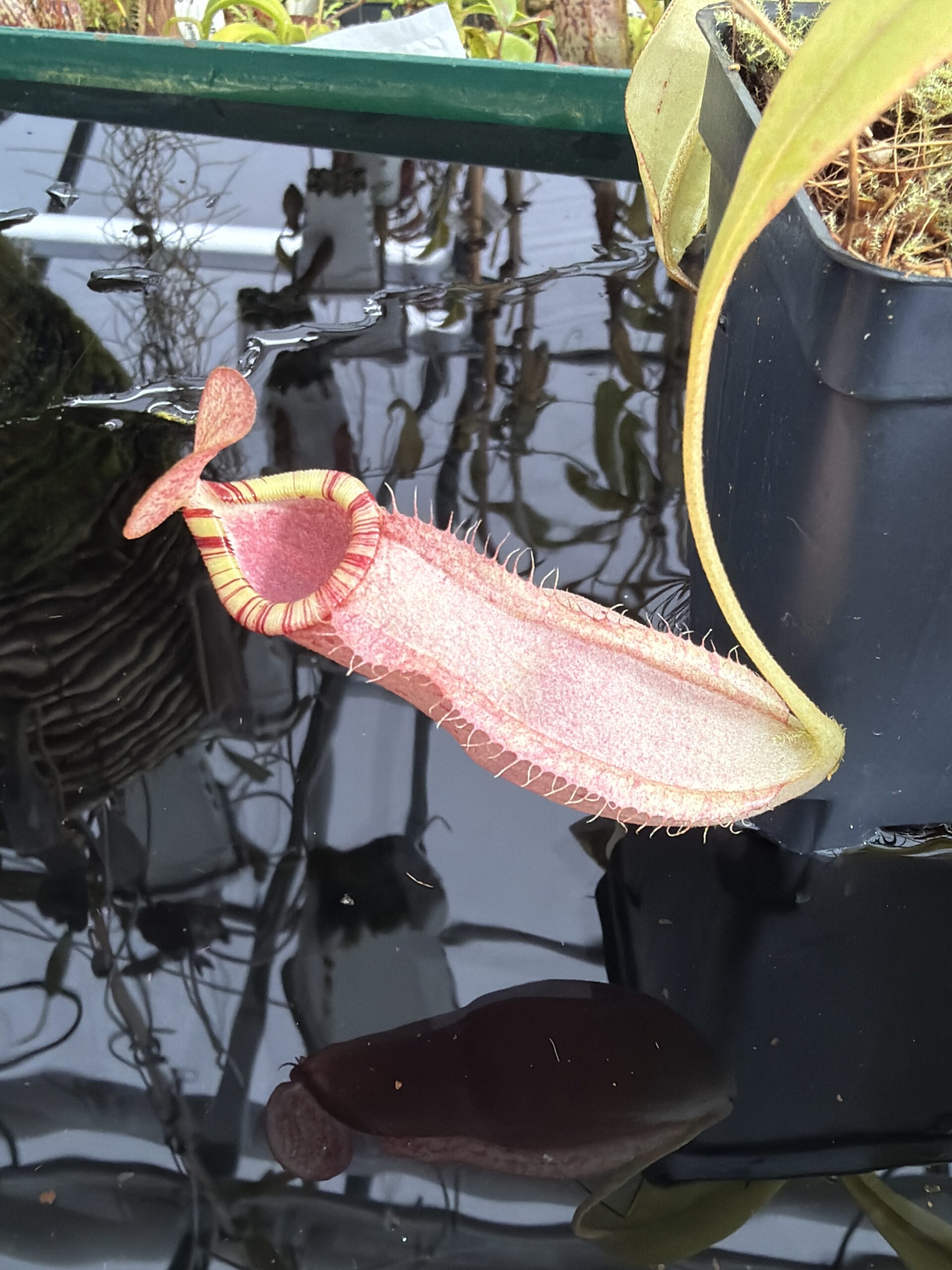Close Up of Nepenthes spectabilis x mirabilis var. globosa | Borneo Exotics | BE-4523 | IN27359