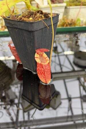 Close Up of Nepenthes spectabilis x tenuis | Borneo Exotics | BE-3884 | IN27214