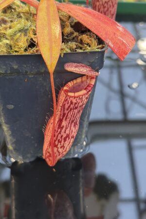 Close Up of Nepenthes spectabilis x ventricosa | Borneo Exotics | BE-3745 | IN27260