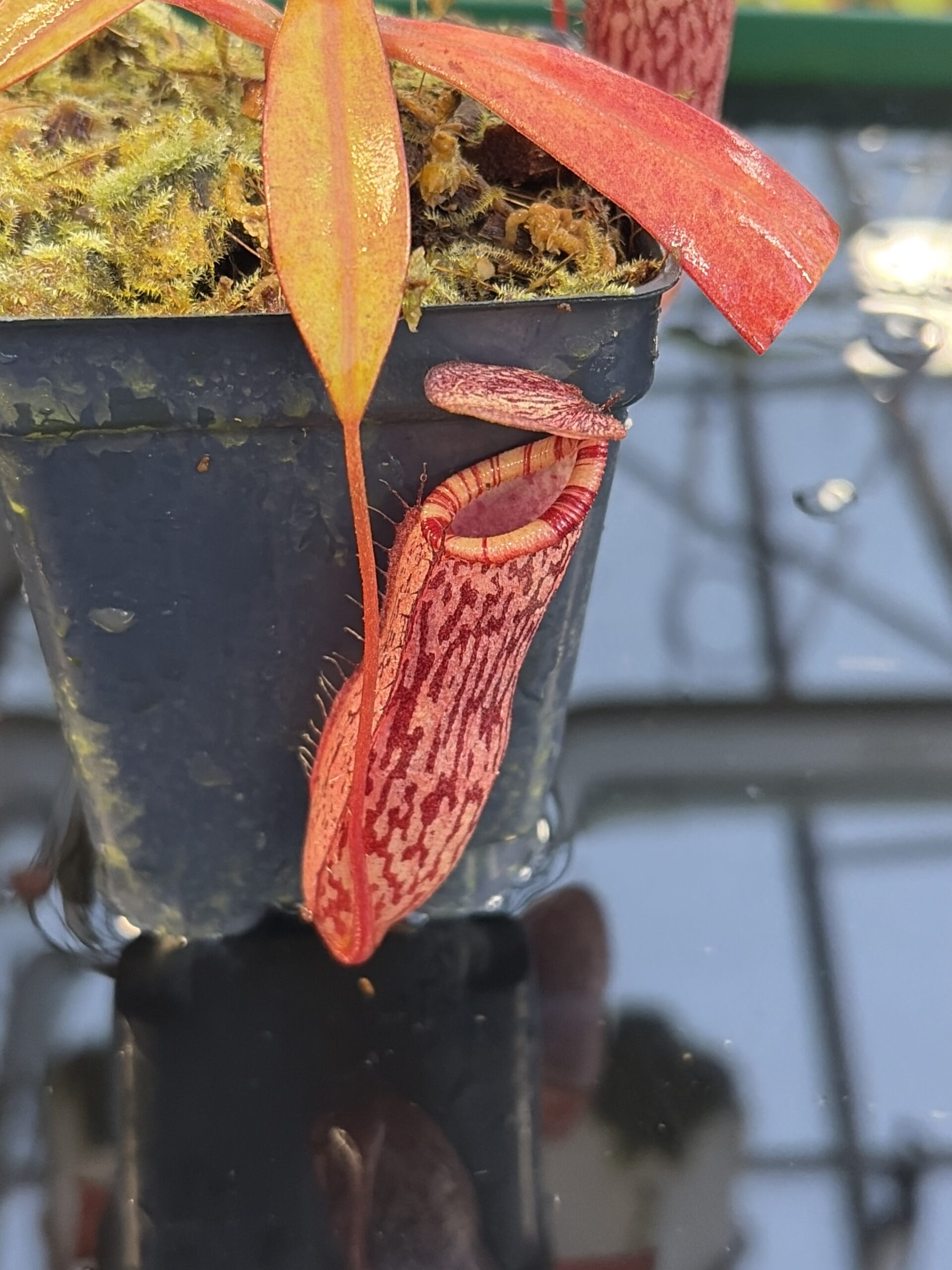 Close Up of Nepenthes spectabilis x ventricosa | Borneo Exotics | BE-3745 | IN27260