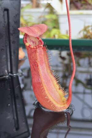 Close Up of Nepenthes sumatrana | Borneo Exotics | BE-4540 | L27208
