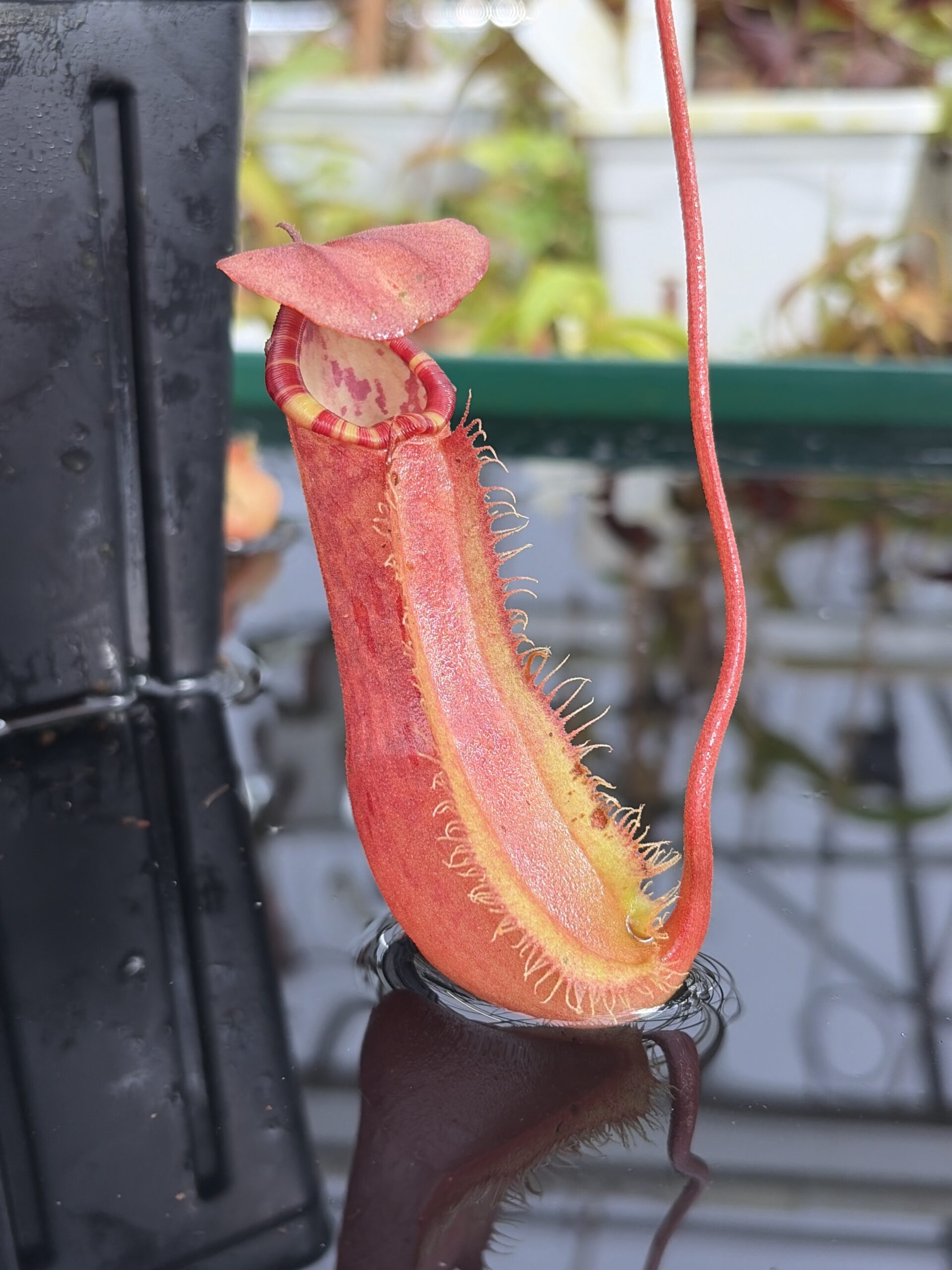 Close Up of Nepenthes sumatrana | Borneo Exotics | BE-4540 | L27208