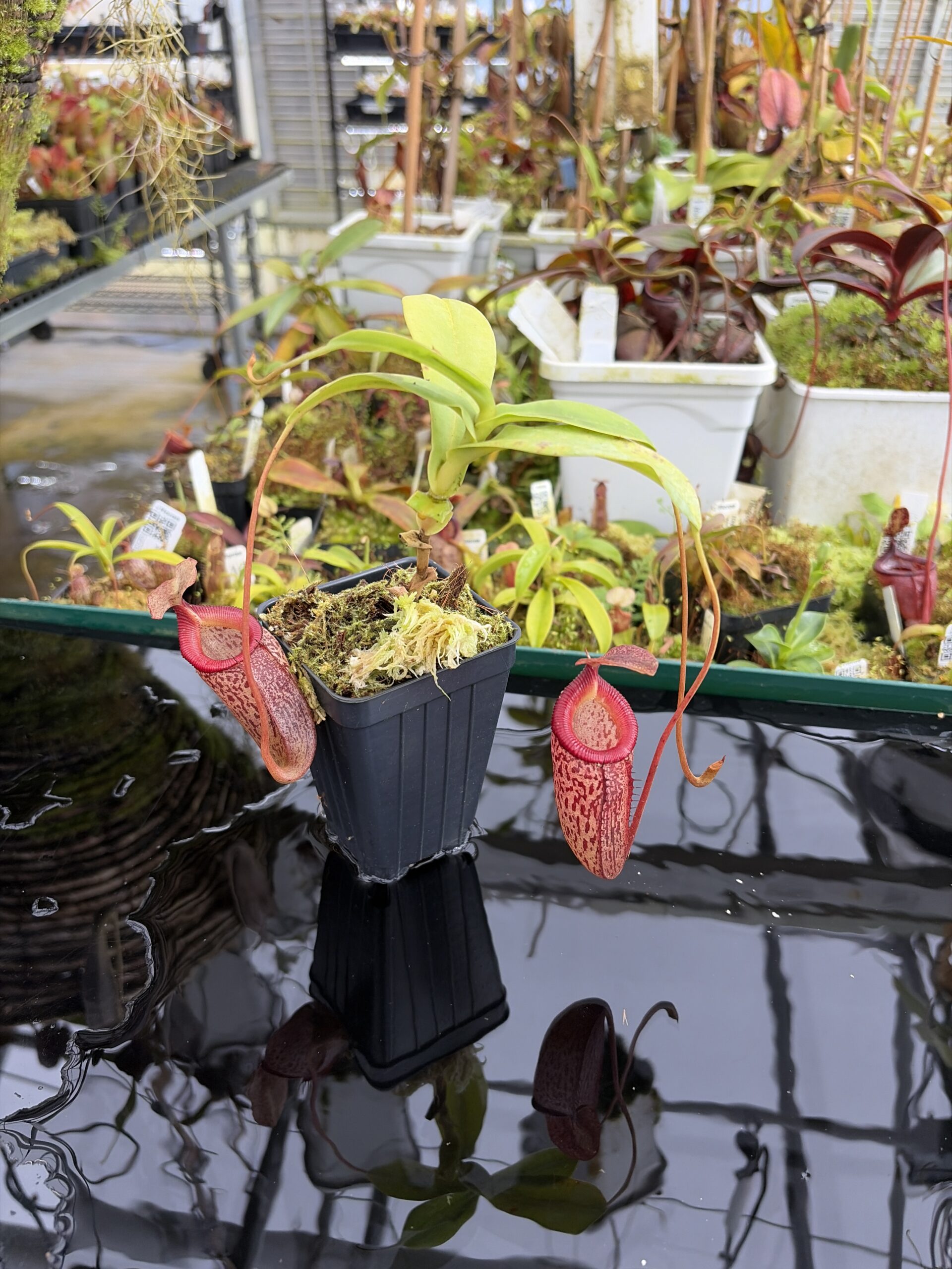 Close Up of Nepenthes talangensis x sibuyanensis | Borneo Exotics | BE-3641 | IN27335