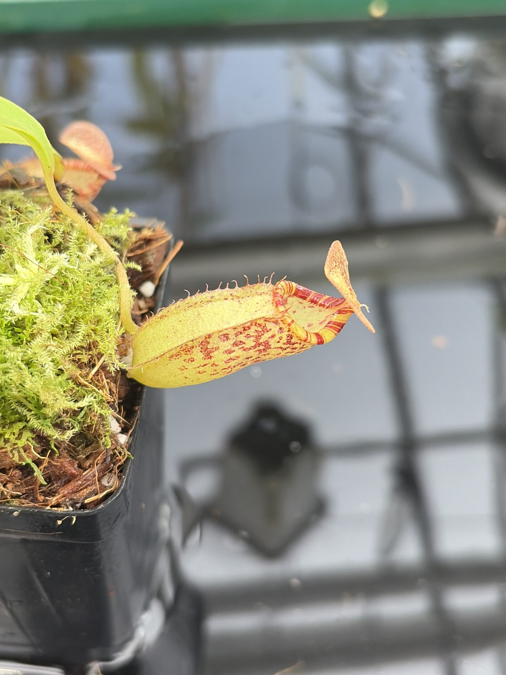 Close Up of Nepenthes talangensis x spectabilis | Borneo Exotics | BE-4063 | H27409