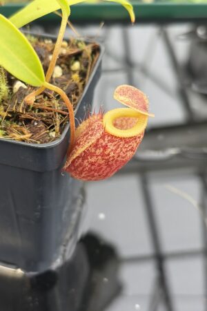 Close Up of Nepenthes talangensis x undulatifolia | Andreas Wistuba | AW-RSC | H27145