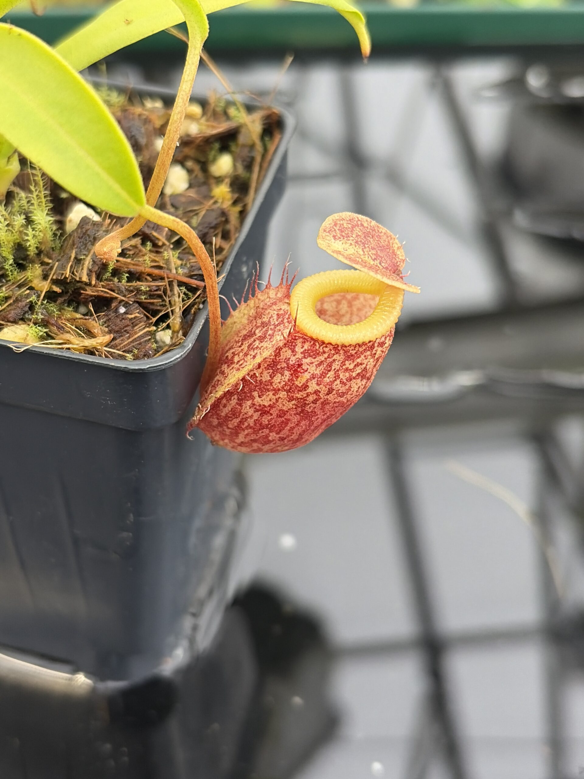 Close Up of Nepenthes talangensis x undulatifolia | Andreas Wistuba | AW-RSC | H27145