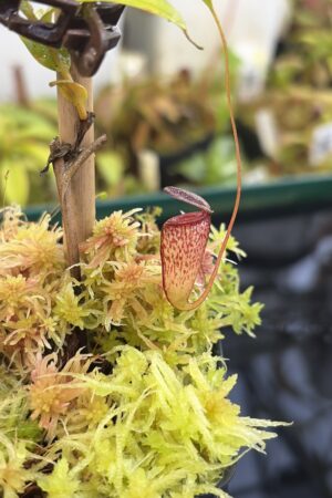 Close Up of Nepenthes tenuis | Jeff Shafer | From Seed Grown Plant | Florae Collaborative | | IN27226