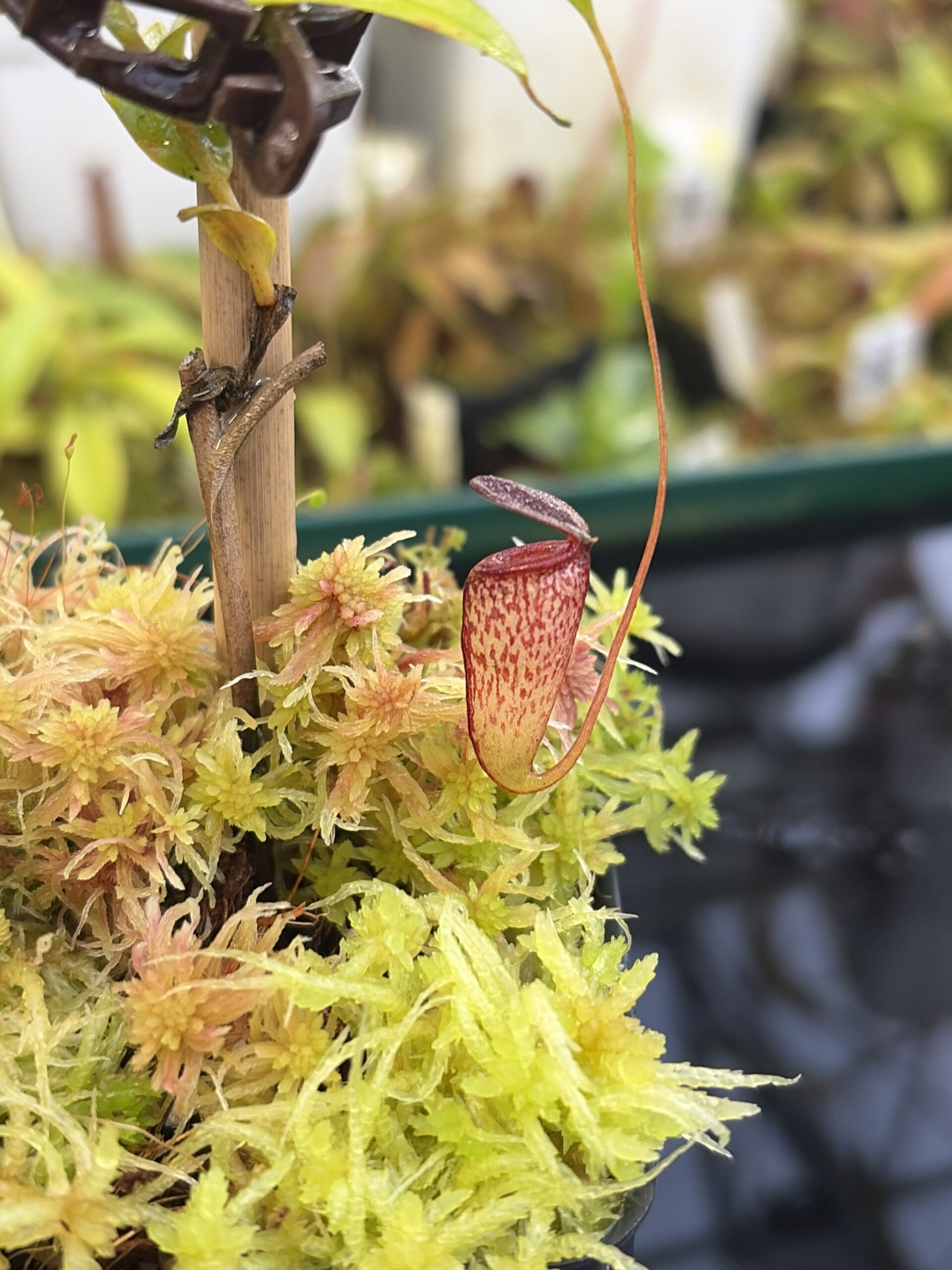 Close Up of Nepenthes tenuis | Jeff Shafer | From Seed Grown Plant | Florae Collaborative | | IN27226