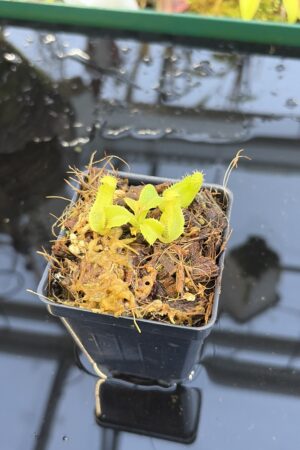 Close Up of Nepenthes truncata [(C) x (A)] | Assorted Clones | Florae Collaborative | FC-453 | IN27243