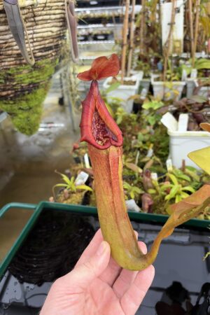 Close Up of Nepenthes truncata (Dinagat, Philippines) | Andreas Wistuba | AW-ISC | IN27206