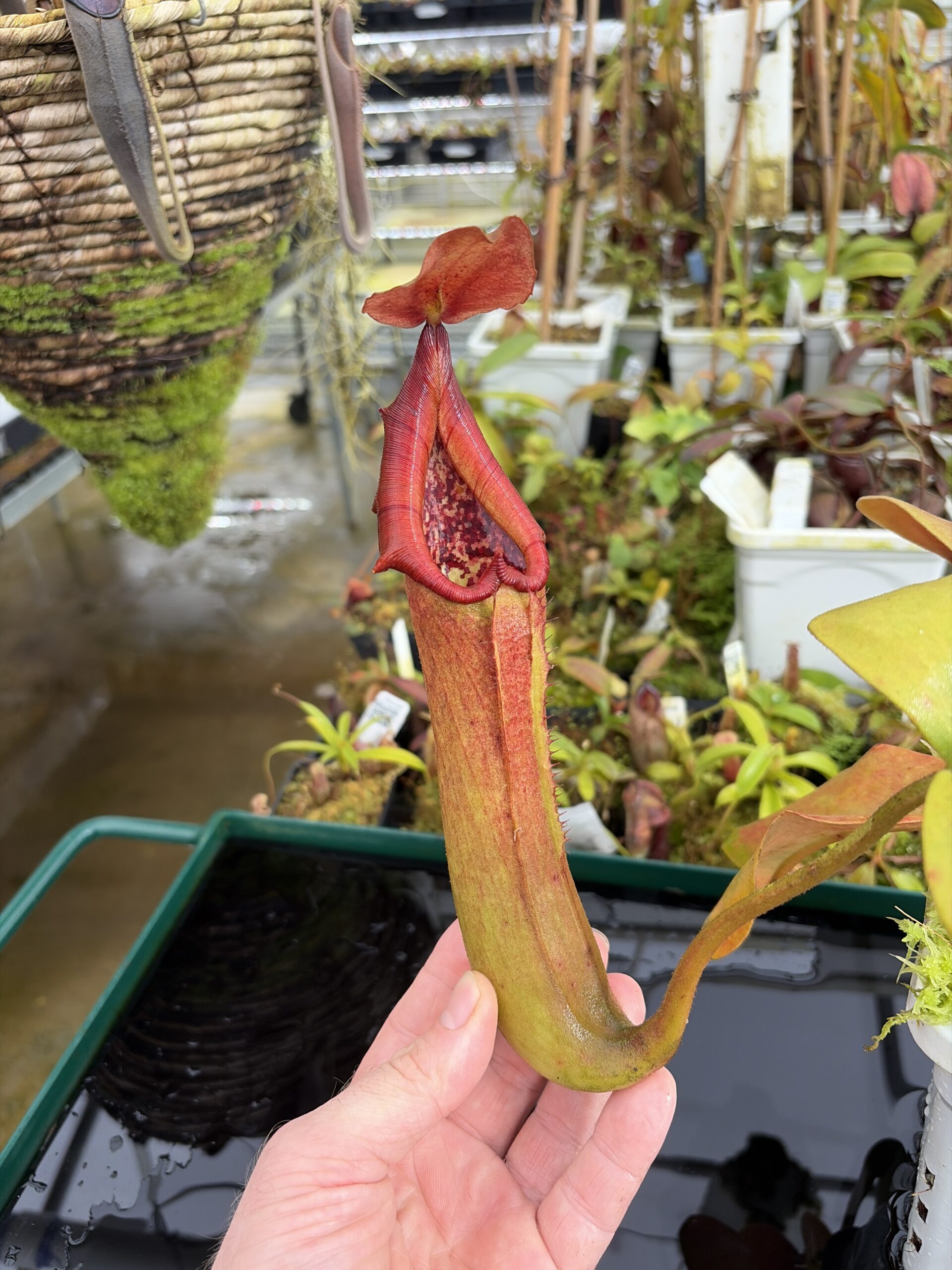 Close Up of Nepenthes truncata (Dinagat, Philippines) | Andreas Wistuba | AW-ISC | IN27206