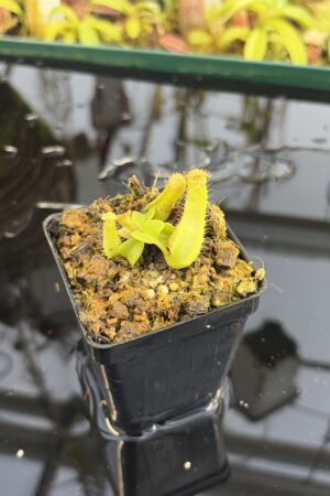 Close Up of Nepenthes truncata 'Giant' x truncata (c) | JH | Florae | Assorted Clones | Jeremiah Harris | JH-419 | IN27064