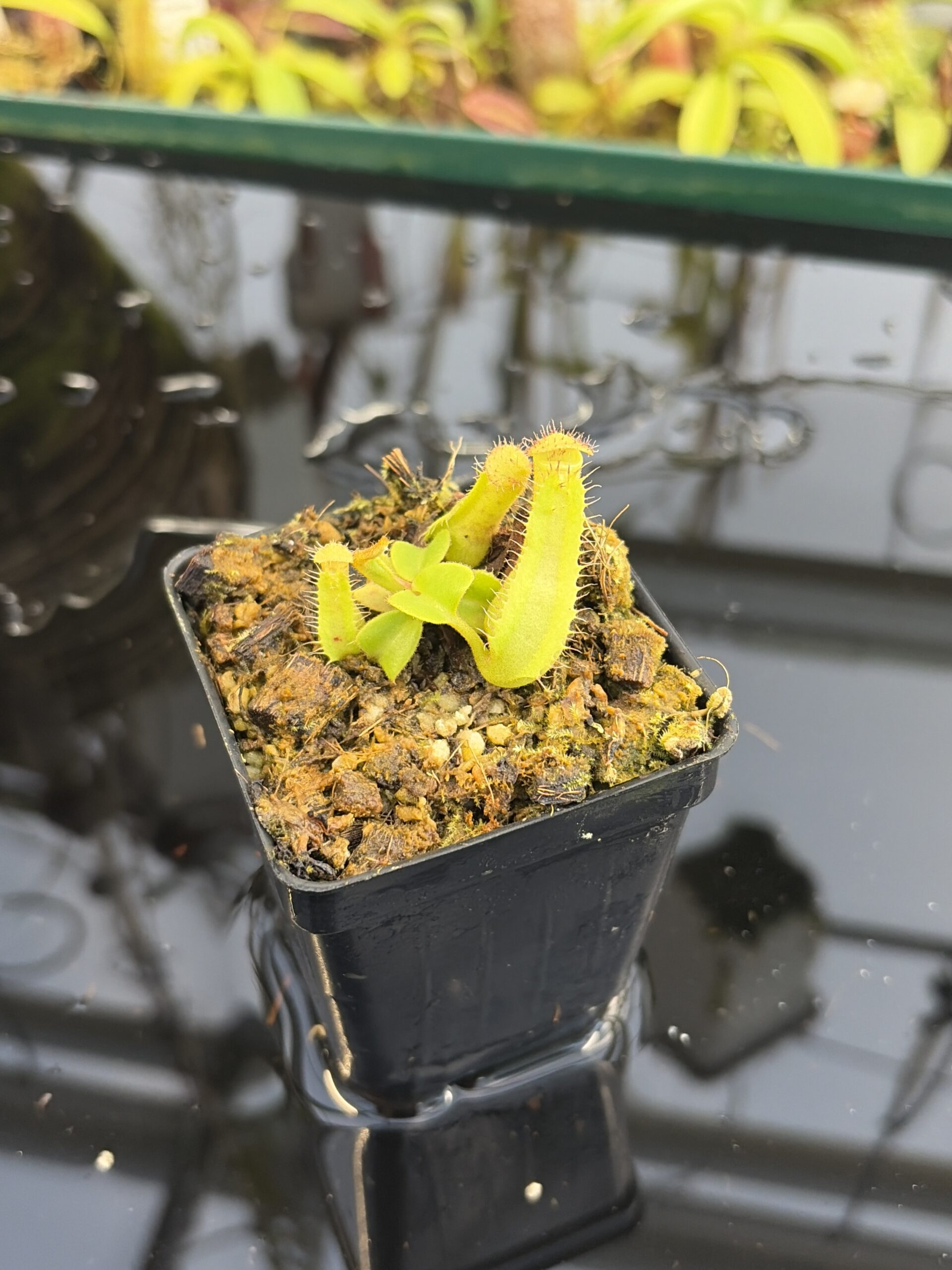Close Up of Nepenthes truncata 'Giant' x truncata (c) | JH | Florae | Assorted Clones | Jeremiah Harris | JH-419 | IN27064
