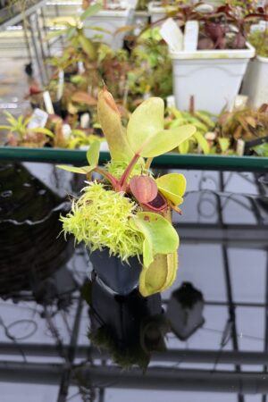 Close Up of Nepenthes truncata (Mindanao, Philippines) | Andreas Wistuba | AW-RSC | IN27100