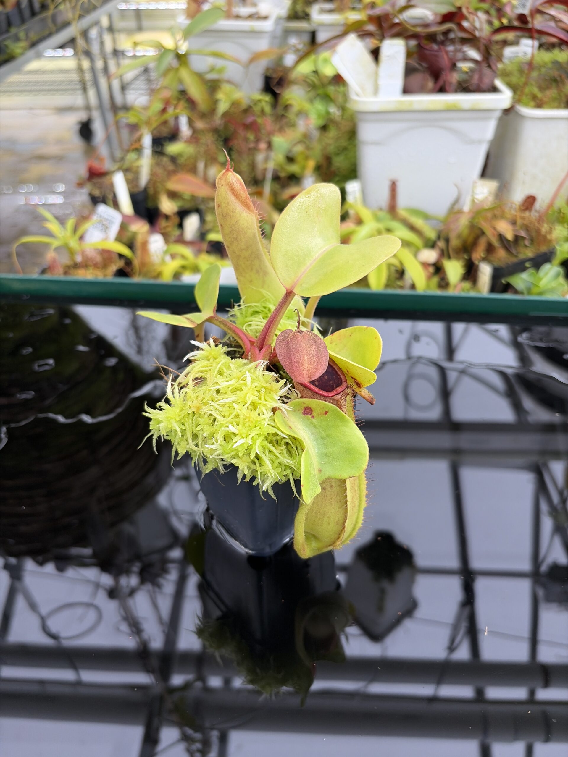 Close Up of Nepenthes truncata (Mindanao, Philippines) | Andreas Wistuba | AW-RSC | IN27100