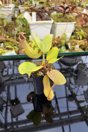 Close Up of Nepenthes truncata (Mindanao, Philippines) | Andreas Wistuba | AW-RSC | IN27227