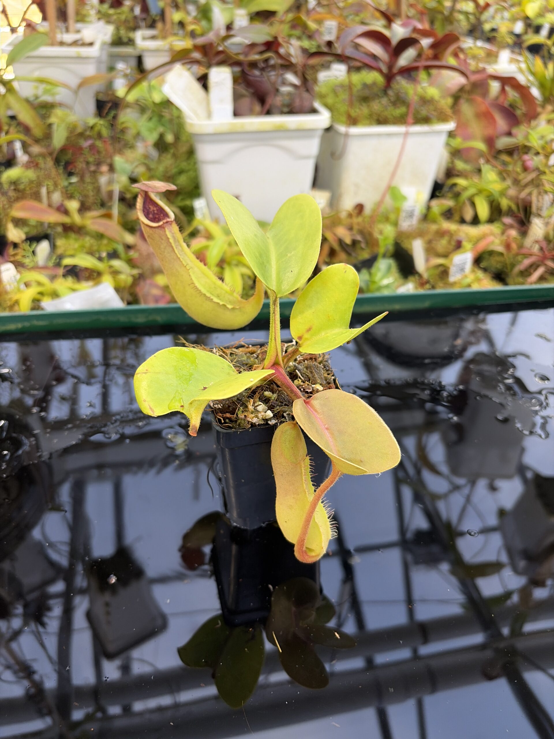 Close Up of Nepenthes truncata (Mindanao, Philippines) | Andreas Wistuba | AW-RSC | IN27227