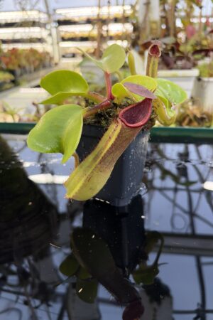 Close Up of Nepenthes truncata (Mindanao, Philippines) | Andreas Wistuba | AW-RSC | IN27228
