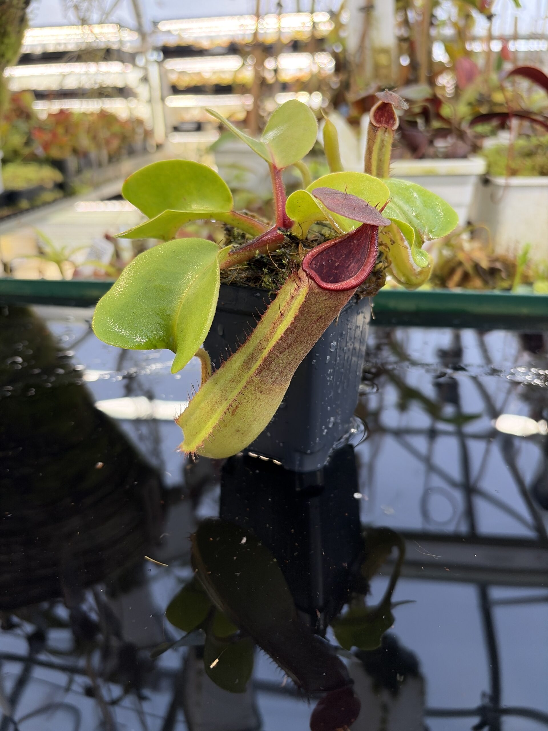 Close Up of Nepenthes truncata (Mindanao, Philippines) | Andreas Wistuba | AW-RSC | IN27228