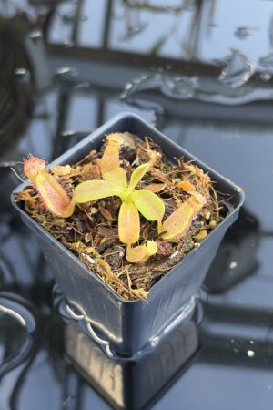 Close Up of Nepenthes (truncata x ephippiata) x macrophylla | Clone 1 | Jeremiah Harris | JH-354.01 | IN27062