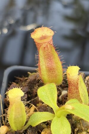 Close Up of Nepenthes (truncata x ephippiata) x villosa | Clone 10 | Jeremiah Harris | JH-352.10 | IN27244