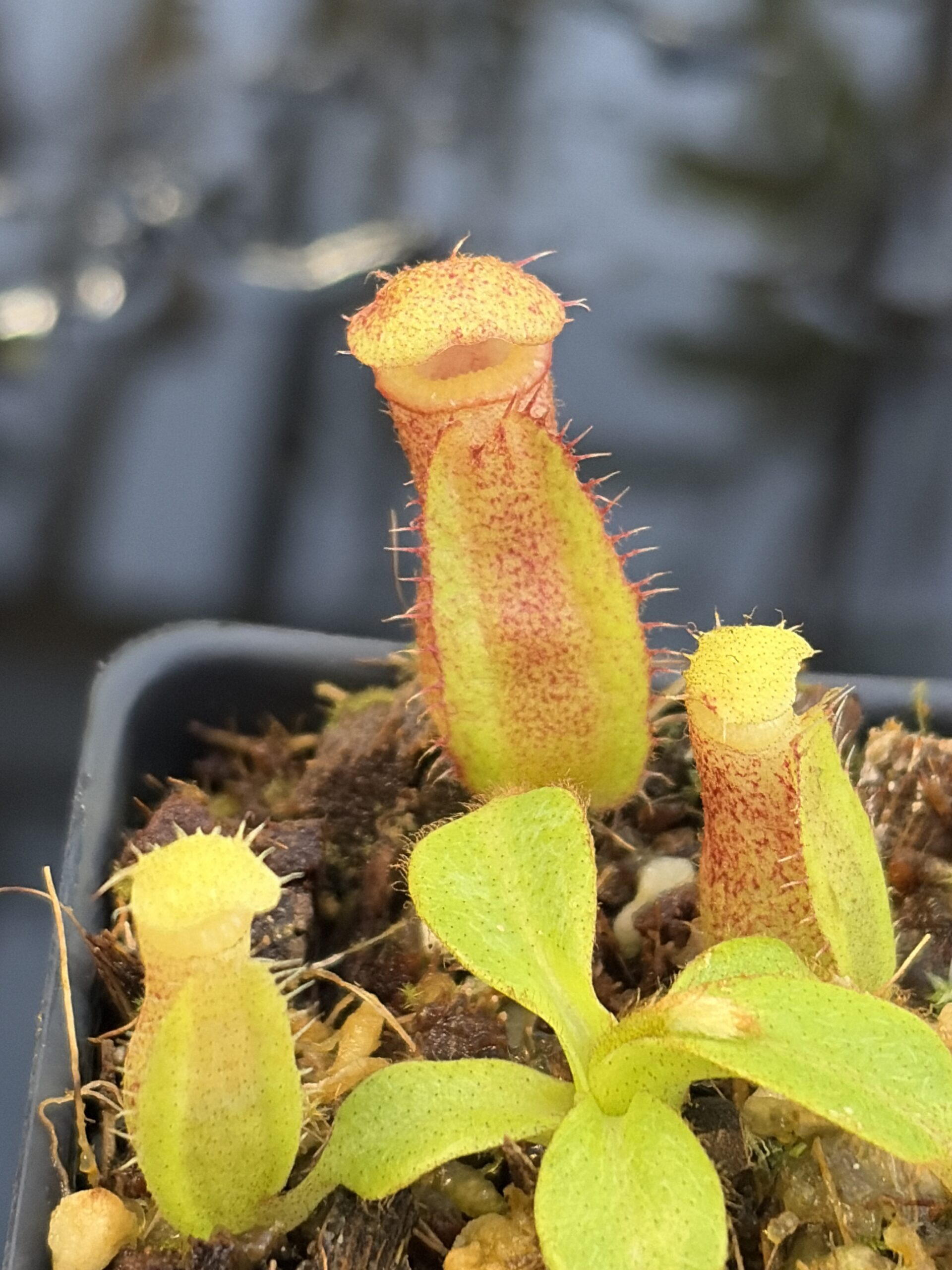 Close Up of Nepenthes (truncata x ephippiata) x villosa | Clone 10 | Jeremiah Harris | JH-352.10 | IN27244