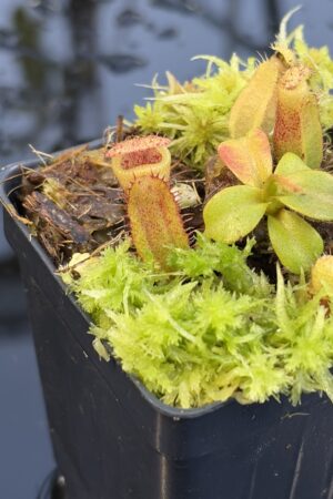 Close Up of Nepenthes (truncata x ephippiata) x villosa | Clone 15 | Jeremiah Harris | JH-352.15 | IN27242