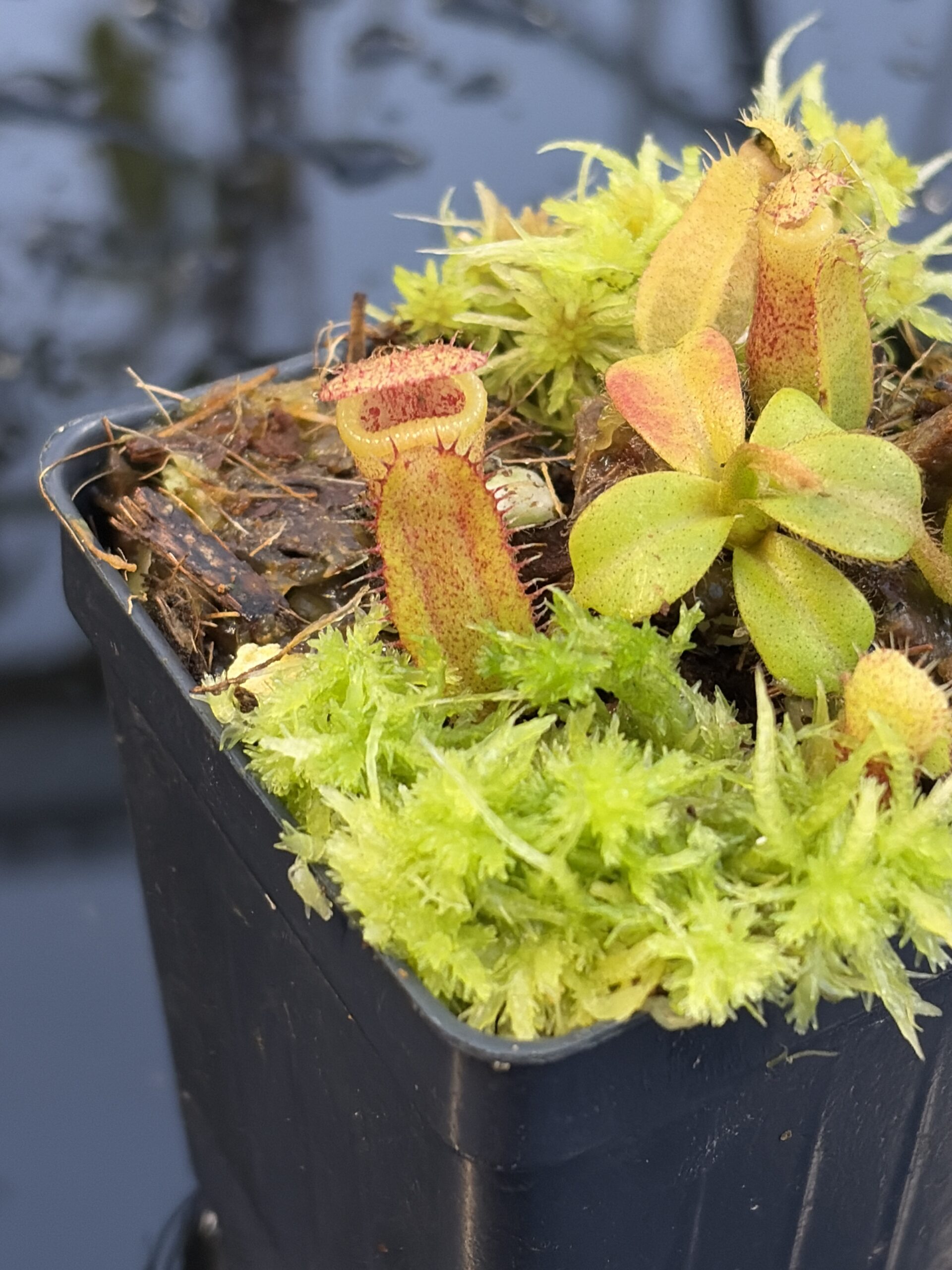 Close Up of Nepenthes (truncata x ephippiata) x villosa | Clone 15 | Jeremiah Harris | JH-352.15 | IN27242