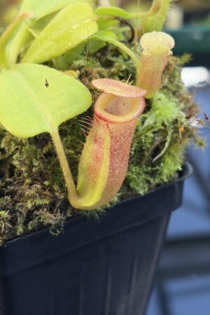 Close Up of Nepenthes (truncata x ephippiata) x villosa | JH | Florae | Jeremiah Harris | JH-352.17 | IN27274