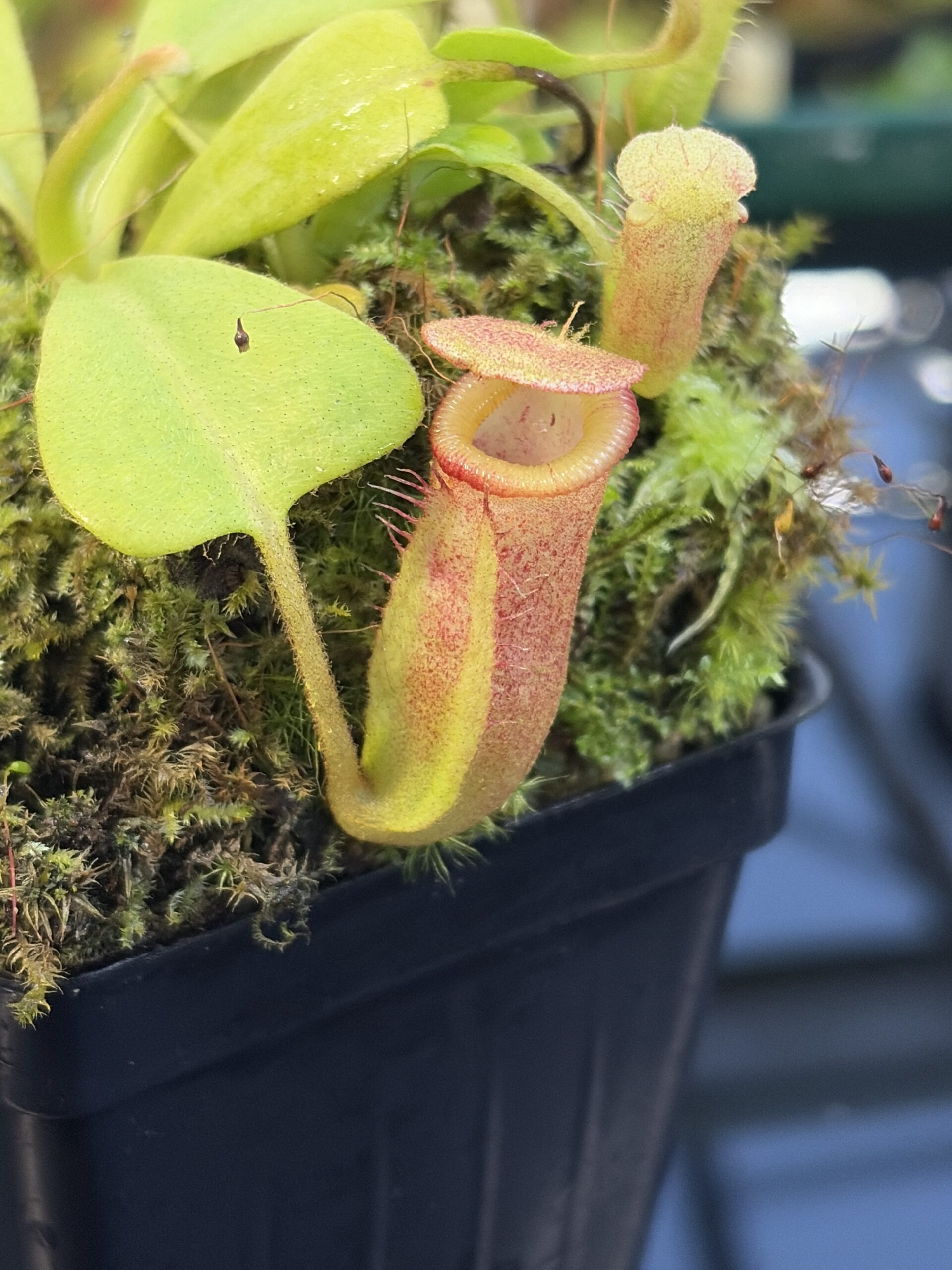 Close Up of Nepenthes (truncata x ephippiata) x villosa | JH | Florae | Jeremiah Harris | JH-352.17 | IN27274