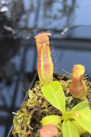 Close Up of Nepenthes truncata x villosa | JH | Clone 6 | Jeremiah Harris | JH-355.06 | IN27276