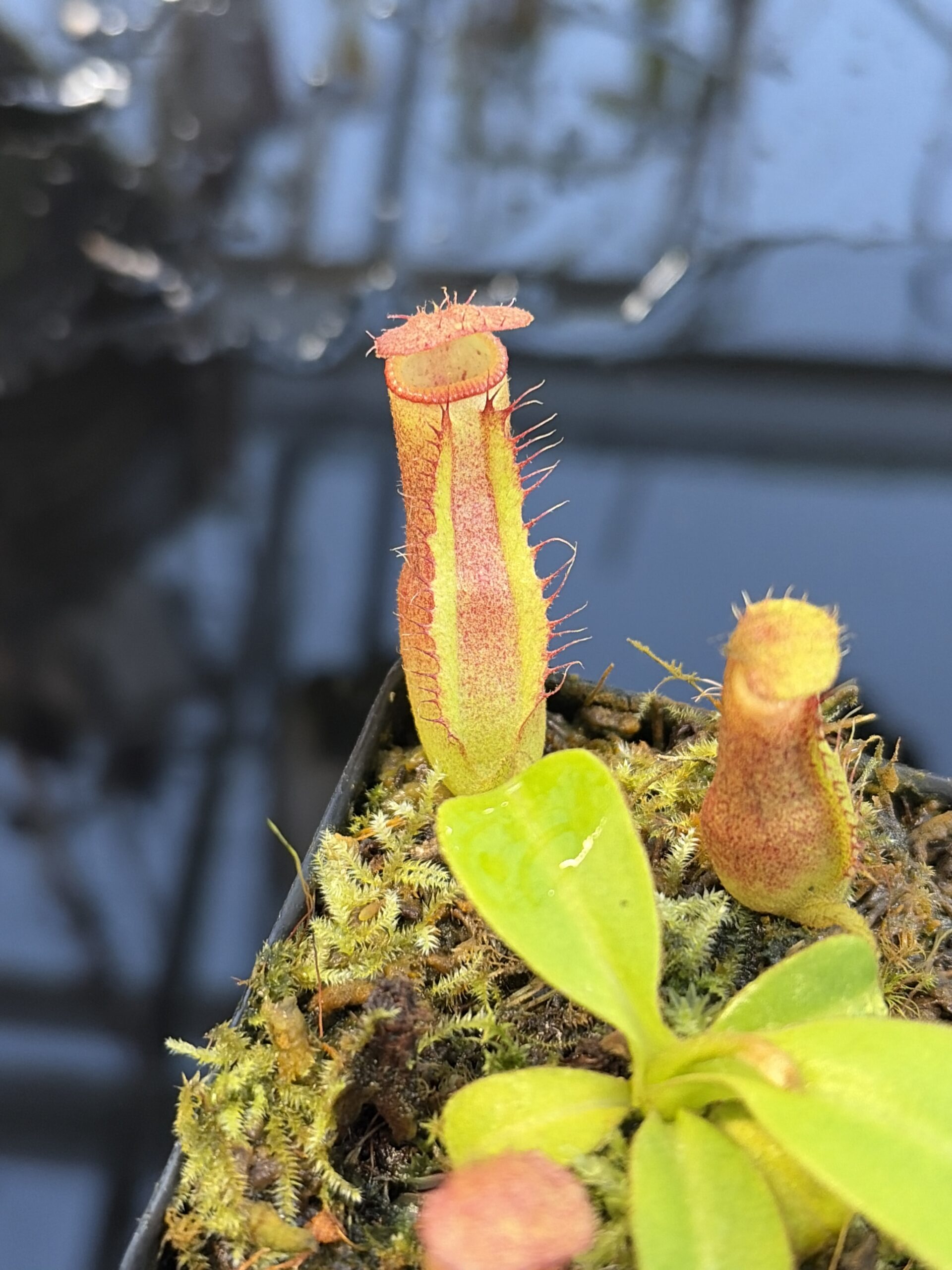 Close Up of Nepenthes truncata x villosa | JH | Clone 6 | Jeremiah Harris | JH-355.06 | IN27276