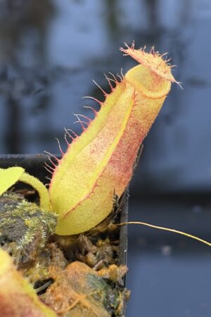 Close Up of Nepenthes truncata x villosa | JH | Jeremiah Harris | JH-355.00 | IN27272