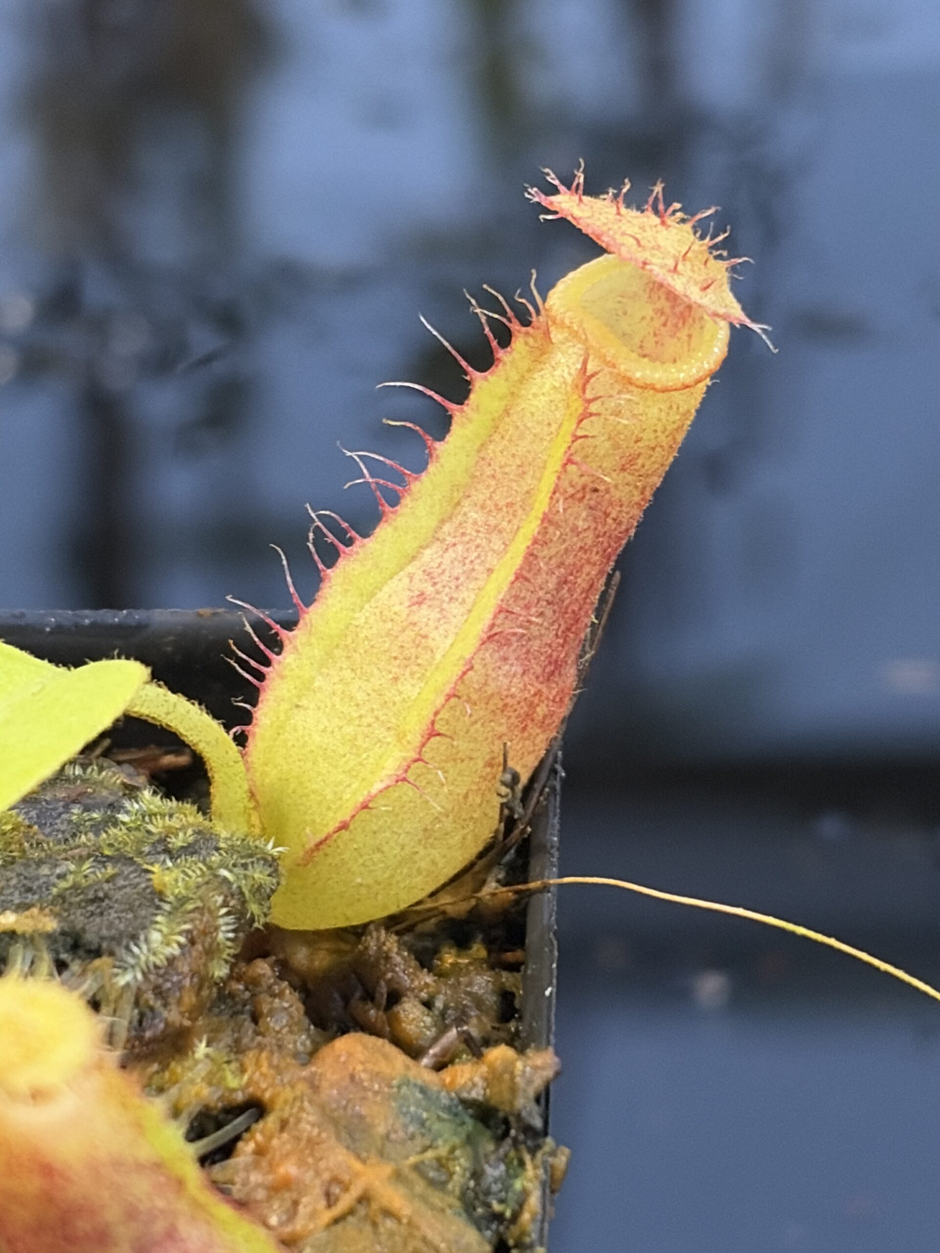 Close Up of Nepenthes truncata x villosa | JH | Jeremiah Harris | JH-355.00 | IN27272