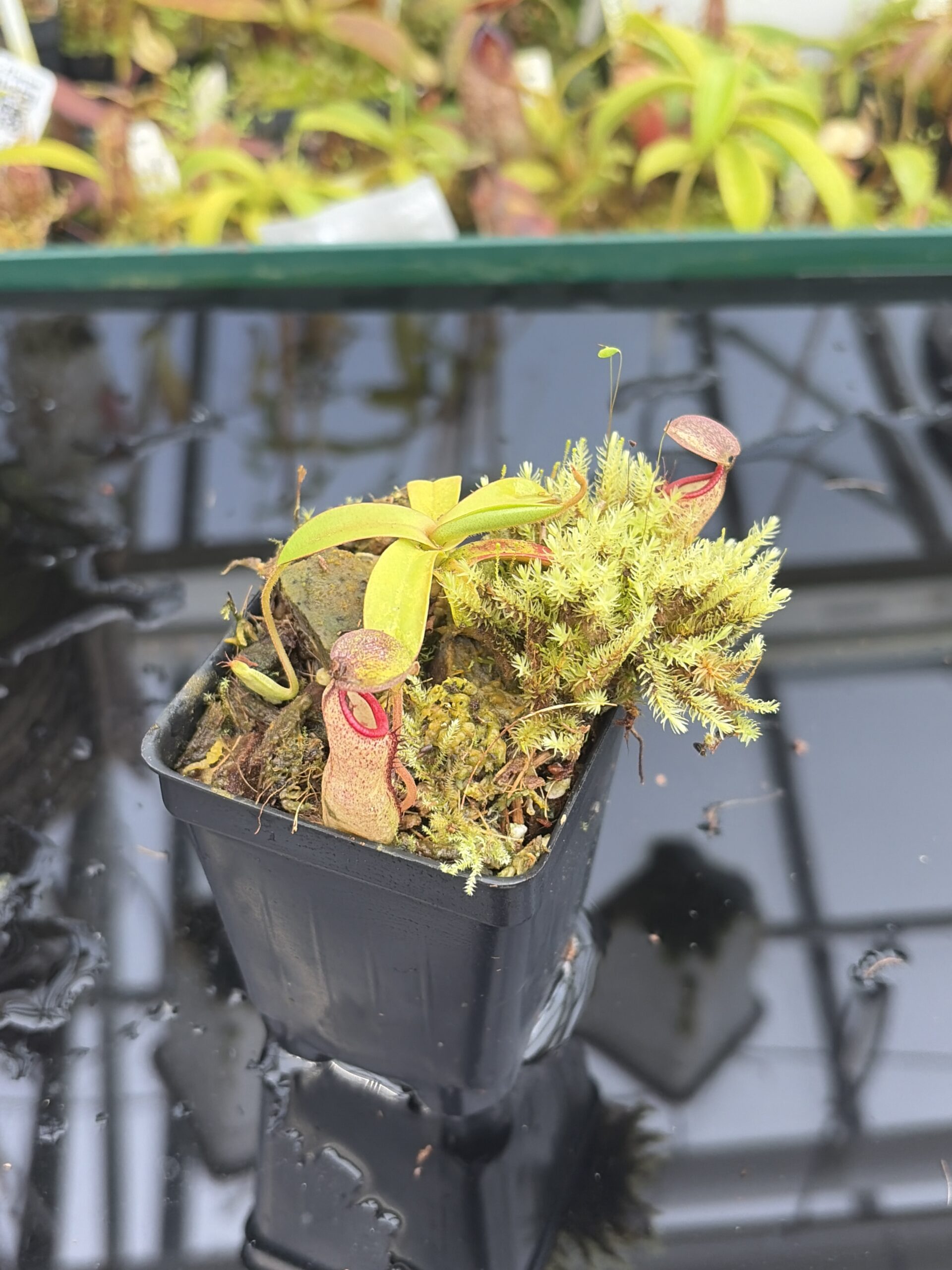 Close Up of Nepenthes ulukaliana x ramispina {Gunung Brinchang, West Malaysia} | Best Carnivorous Plants | BCP-191 | H27403