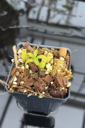 Close Up of Nepenthes undulatifolia | Florae Collaborative | FC-203.IC | H27140