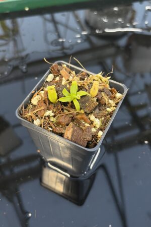 Close Up of Nepenthes undulatifolia | Florae Collaborative | FC-203.IC | H27191